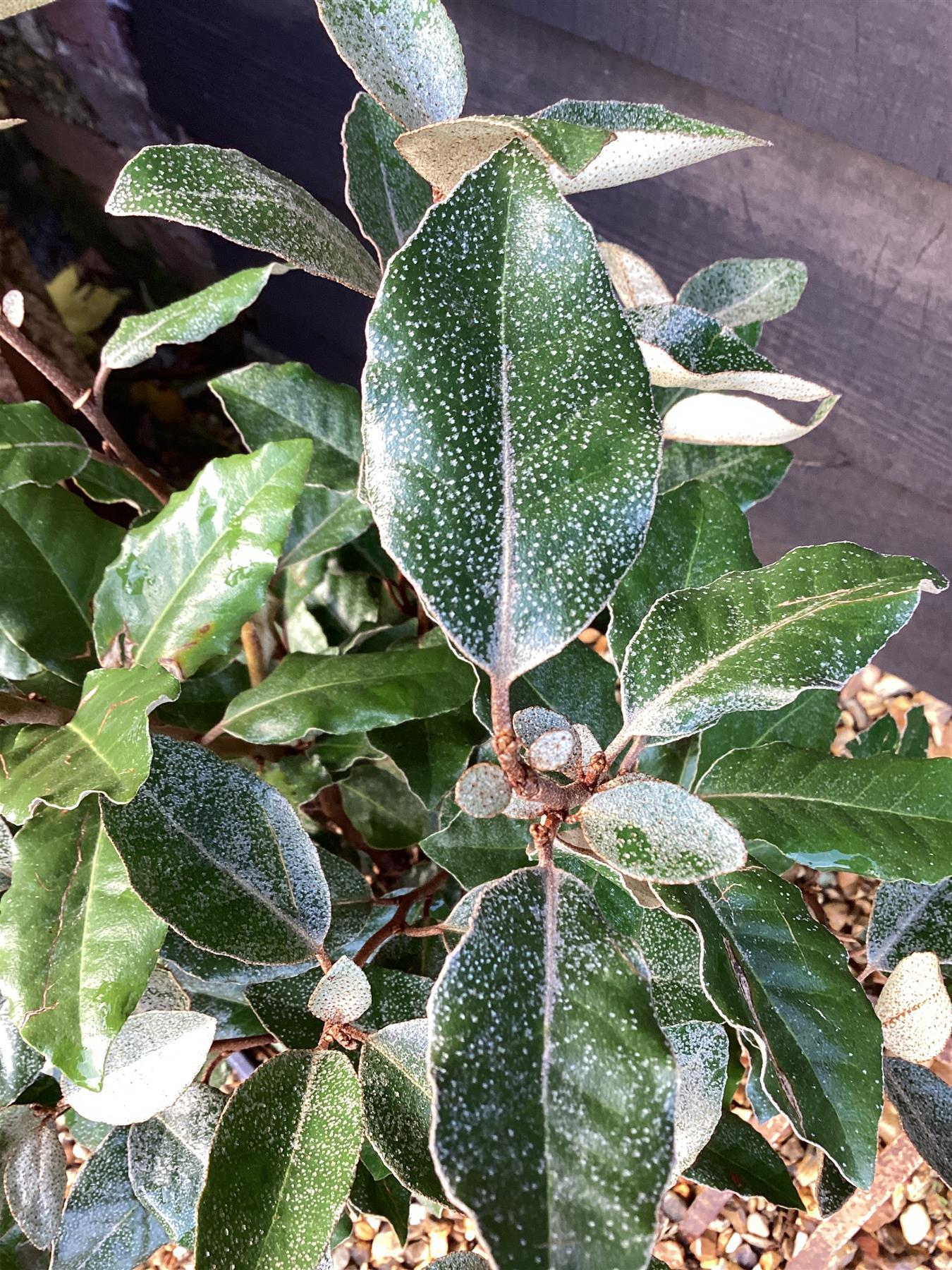 Elaeagnus ebbingei Compacta Oleaster - 20-50cm, 5lt