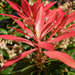 Pieris 'Forest Flame' - Shrub - Height 30-40cm - Width 40cm - 7lt