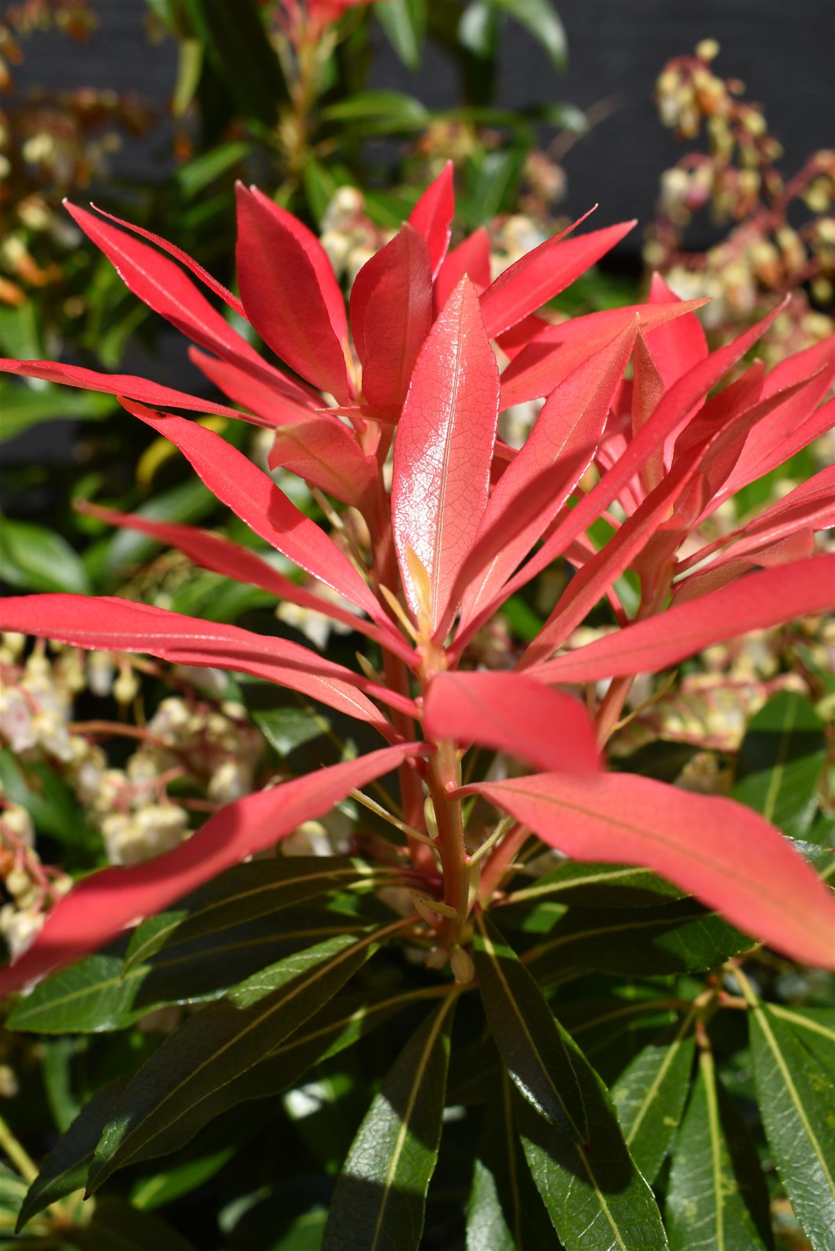 Pieris 'Forest Flame' - Shrub - Height 30-40cm - Width 40cm - 7lt