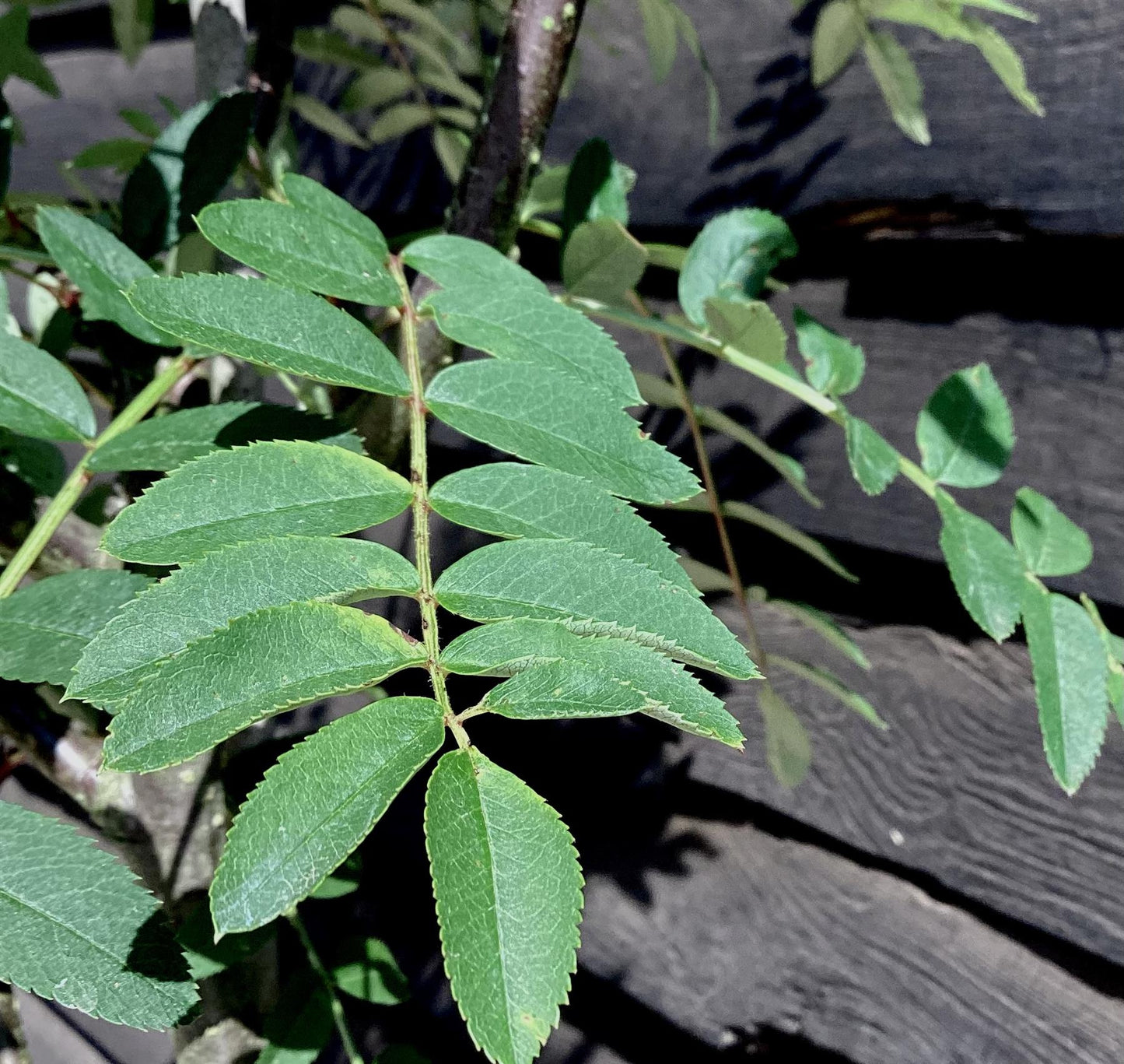 Sorbus cashmiriana | Kashmir Rowan - 170-180cm, 20lt