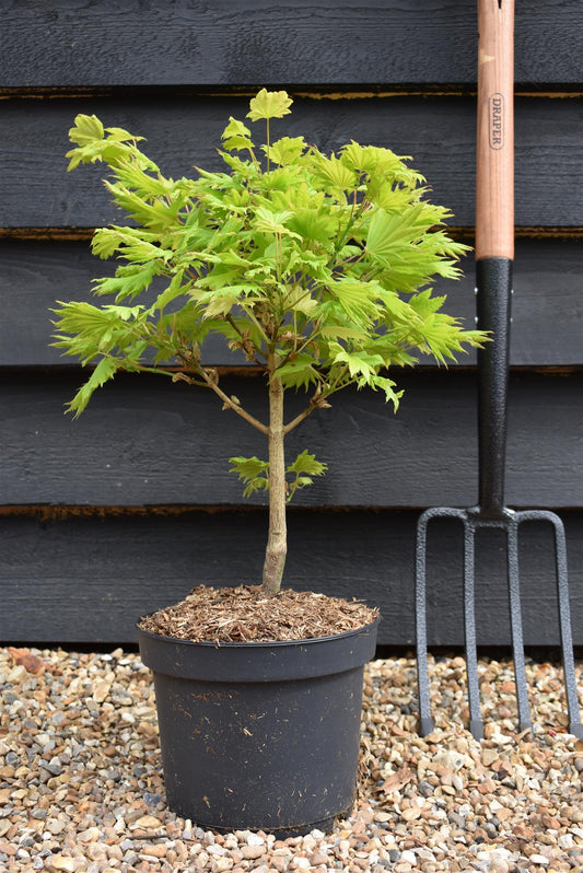 Acer shirasawanum 'Aureum' | Golden Full Moon maple - Narrow Upright - 40-50cm - 4lt