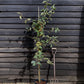 Crab apple | Malus 'Butterball'  - 160-180cm - 12lt