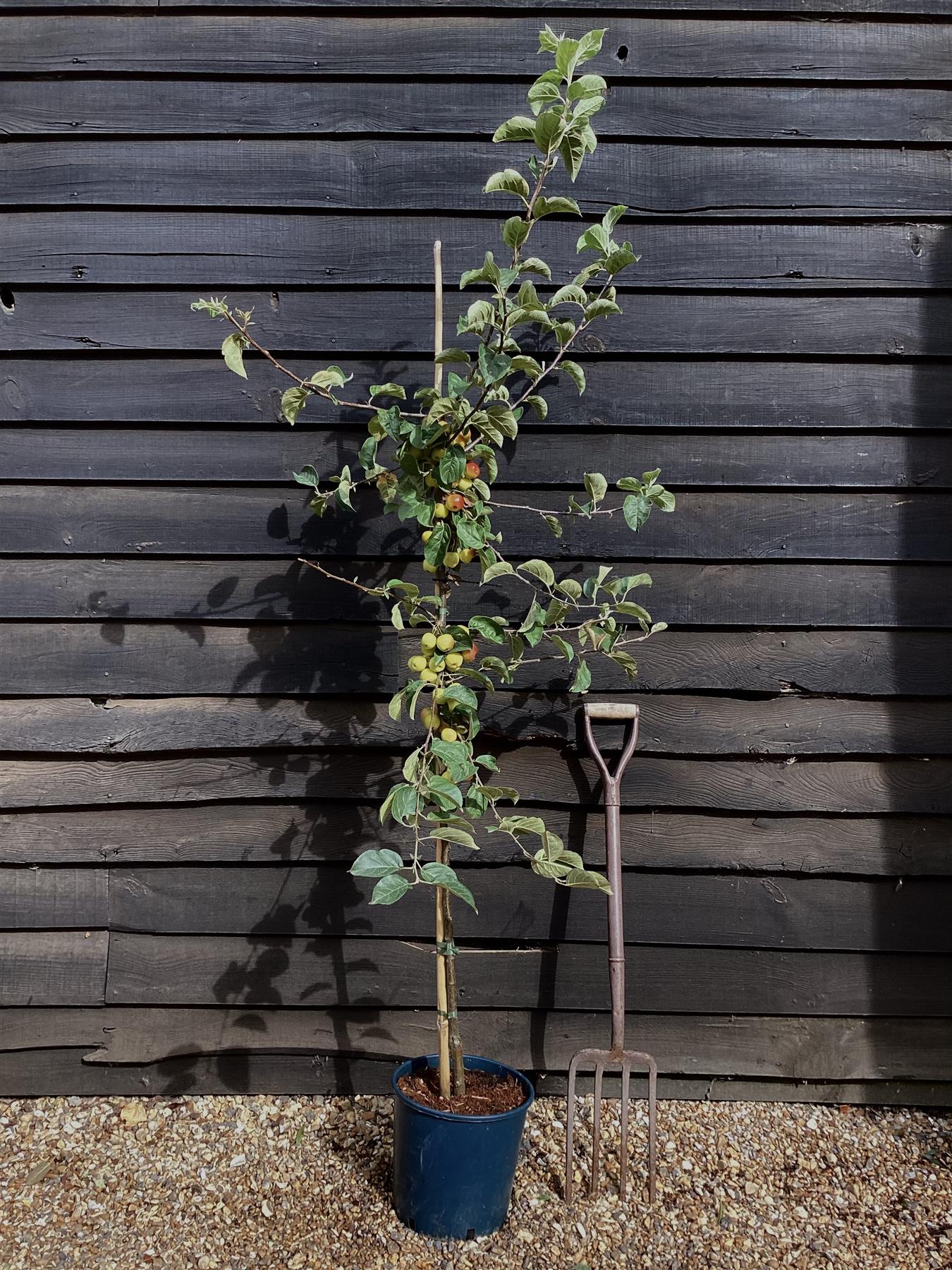 Crab apple | Malus 'Butterball'  - 160-180cm - 12lt