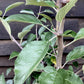 Apple tree 'Kidd's Orange Red' | Malus domestica - MM106 - Semi-Dwarfing - Height 160-170cm - 20lt