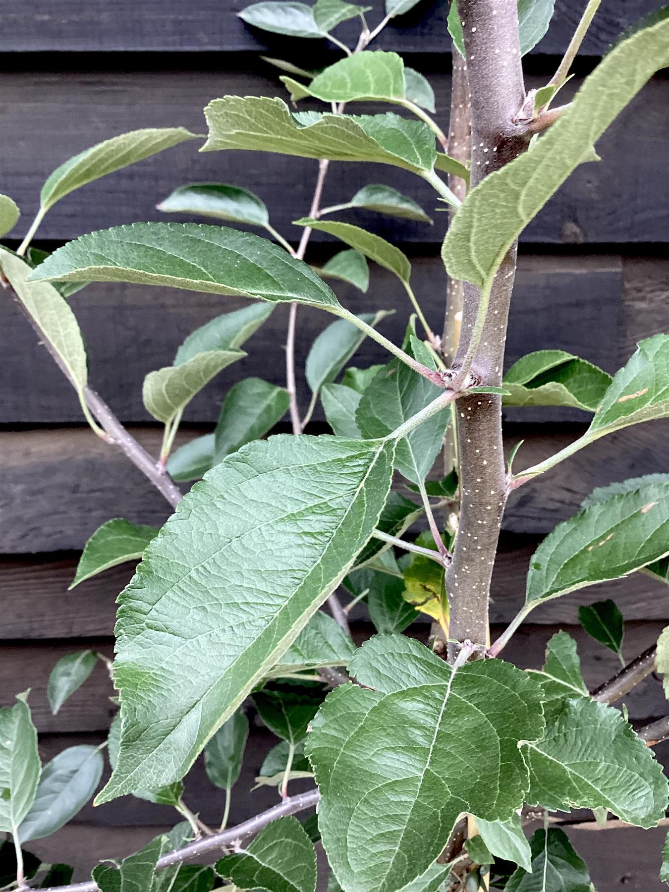 Apple tree 'Kidd's Orange Red' | Malus domestica - MM106 - Semi-Dwarfing - Height 160-170cm - 20lt