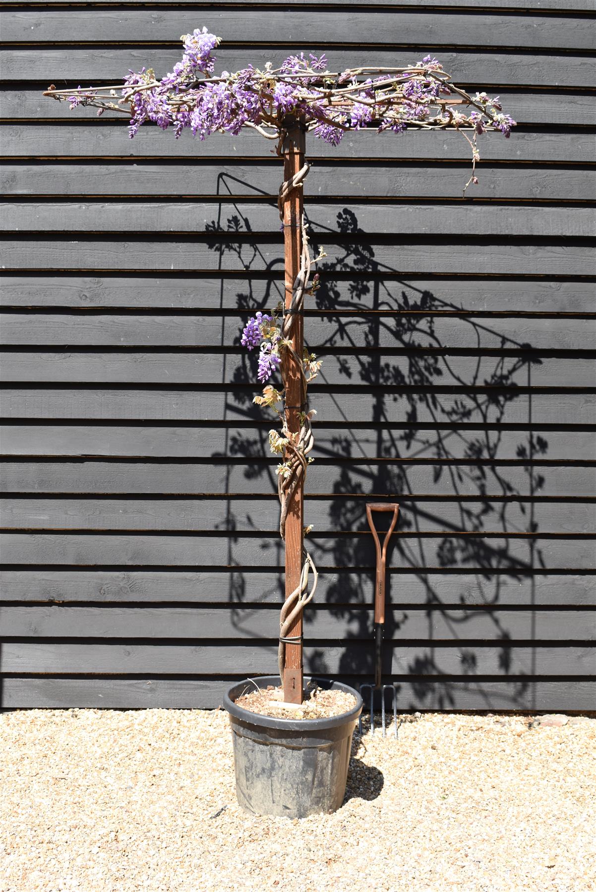 Wisteria 'Iko yama Fuli' - Blue - Umbrella - Roof Espalier 120-120cm - Height 200cm - 55lt