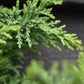 Chamaecyparis obtusa 'Draht' | Hinoki Cypress 'Draht'- Height 40-60cm -5lt