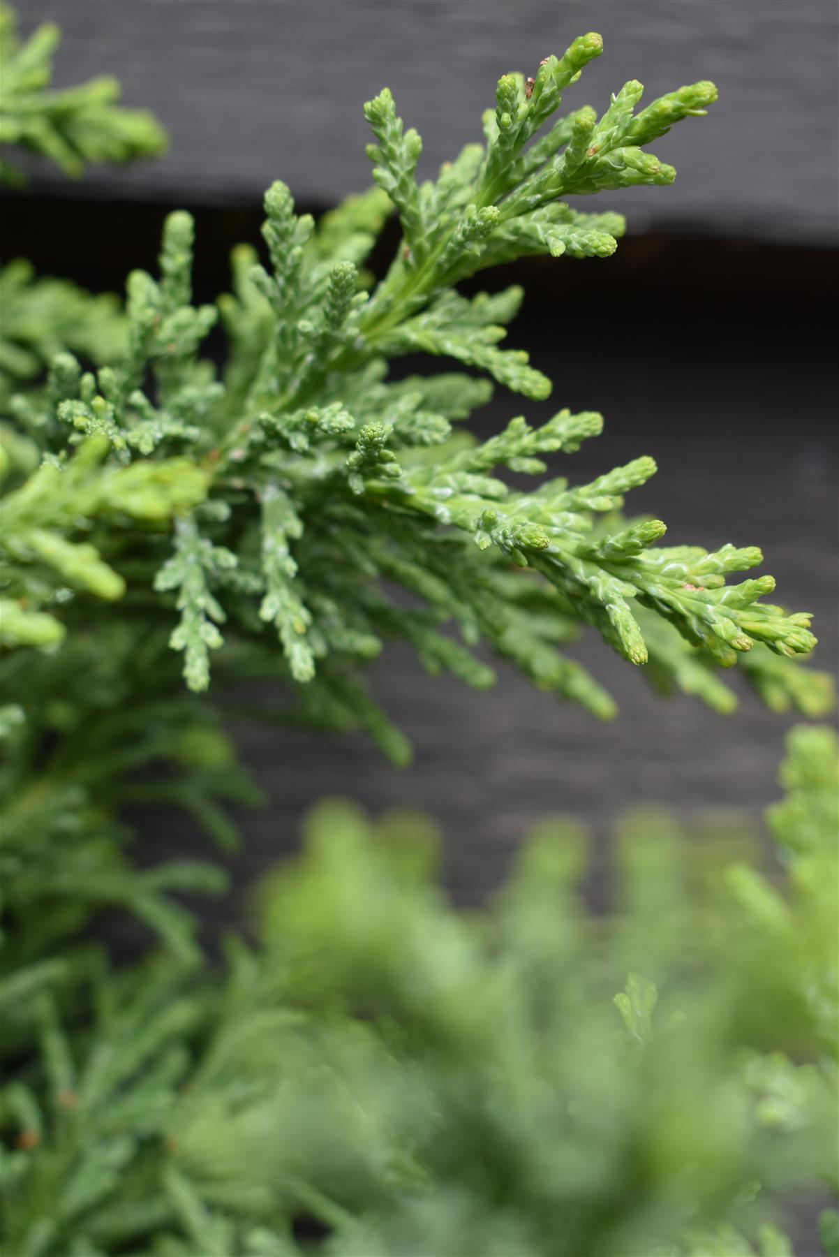 Chamaecyparis obtusa 'Draht' | Hinoki Cypress 'Draht'- Height 40-60cm -5lt