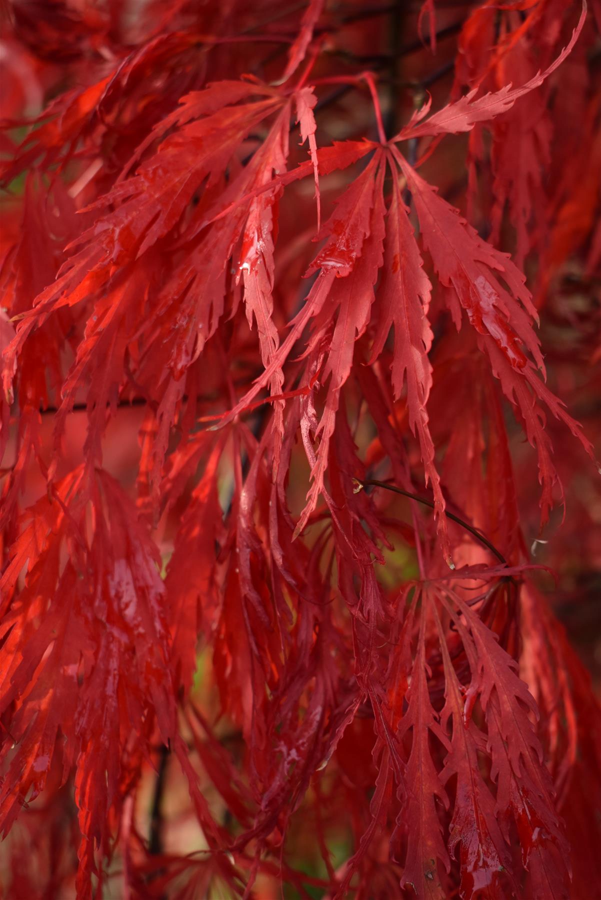 Acer palmatum 'Garnet' | Garnet Japanese Maple - Girth 34cm - 350-360cm - 600lt