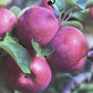 Apple tree 'Spartan' | Malus domestica - MM106 - Semi-Dwarfing - 150-160cm - 10lt