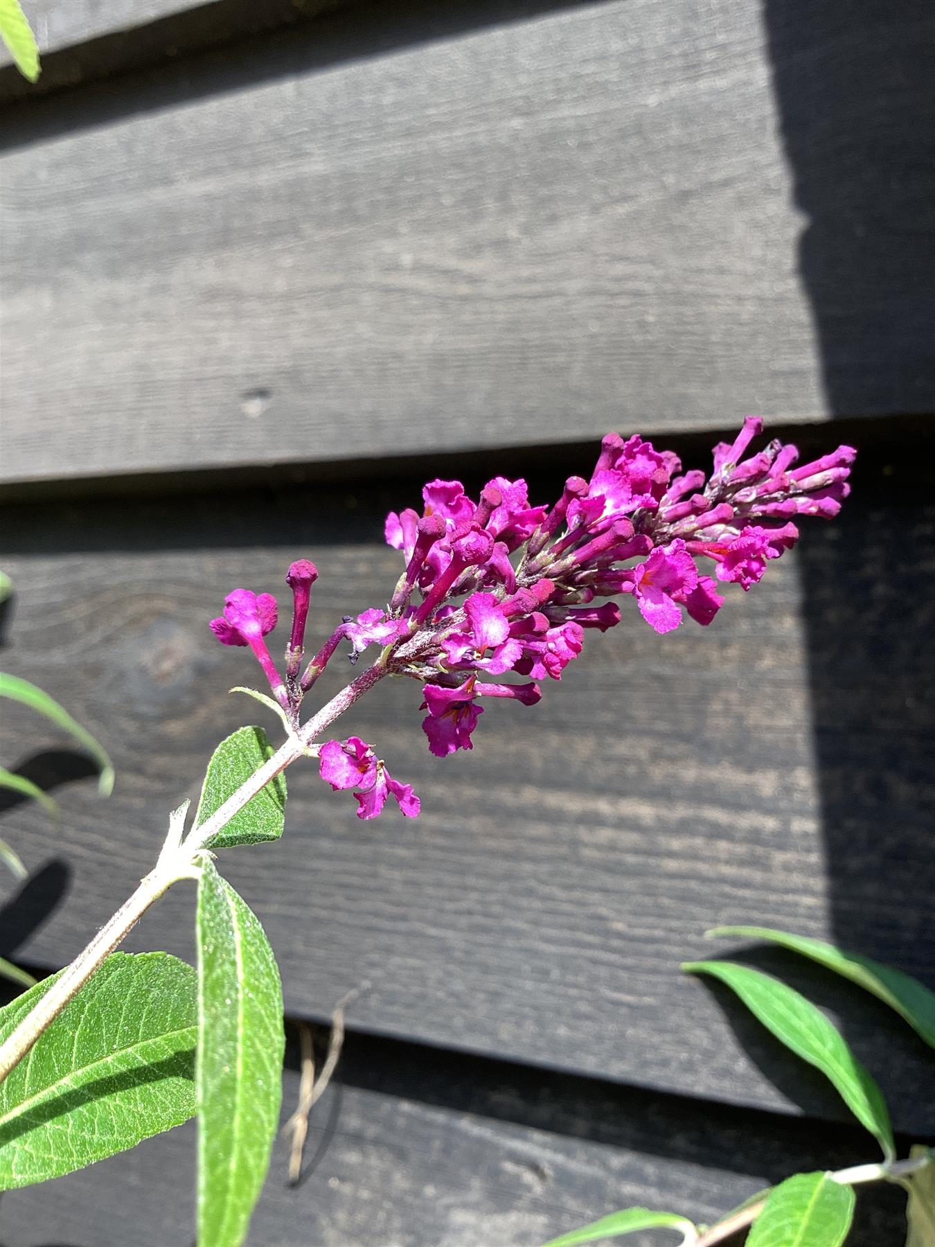 Buddleja Royal Red | Butterfly Bush - 10-30cm, 2lt