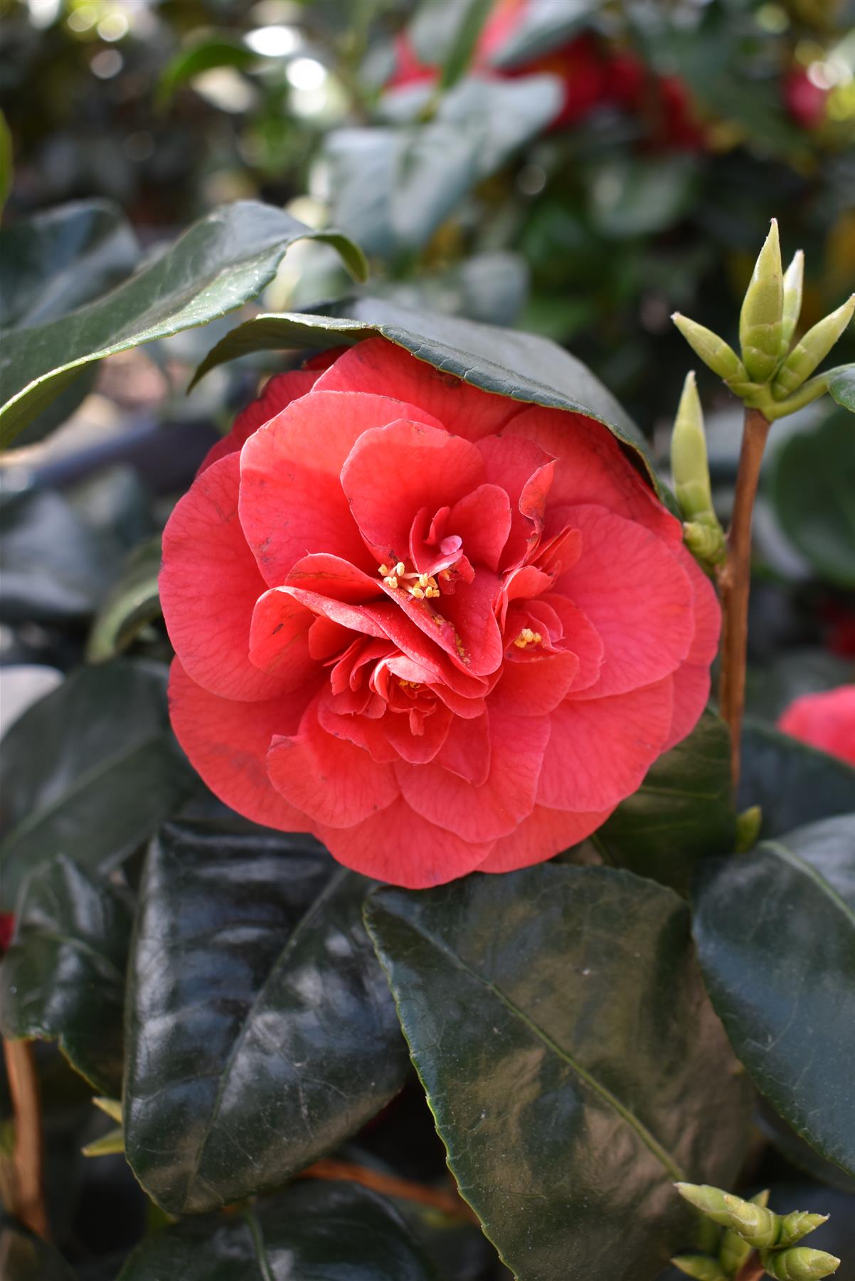 Camellia Lady Campbell - 80-100cm - 25lt