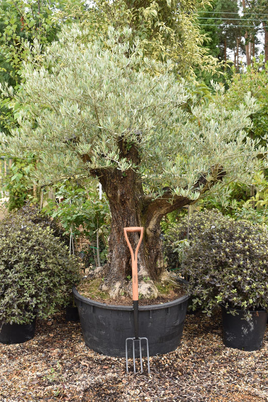 Olive Tree | Olea Europea 1/2 Standard 114cm girth - 175-185cm, 240lt