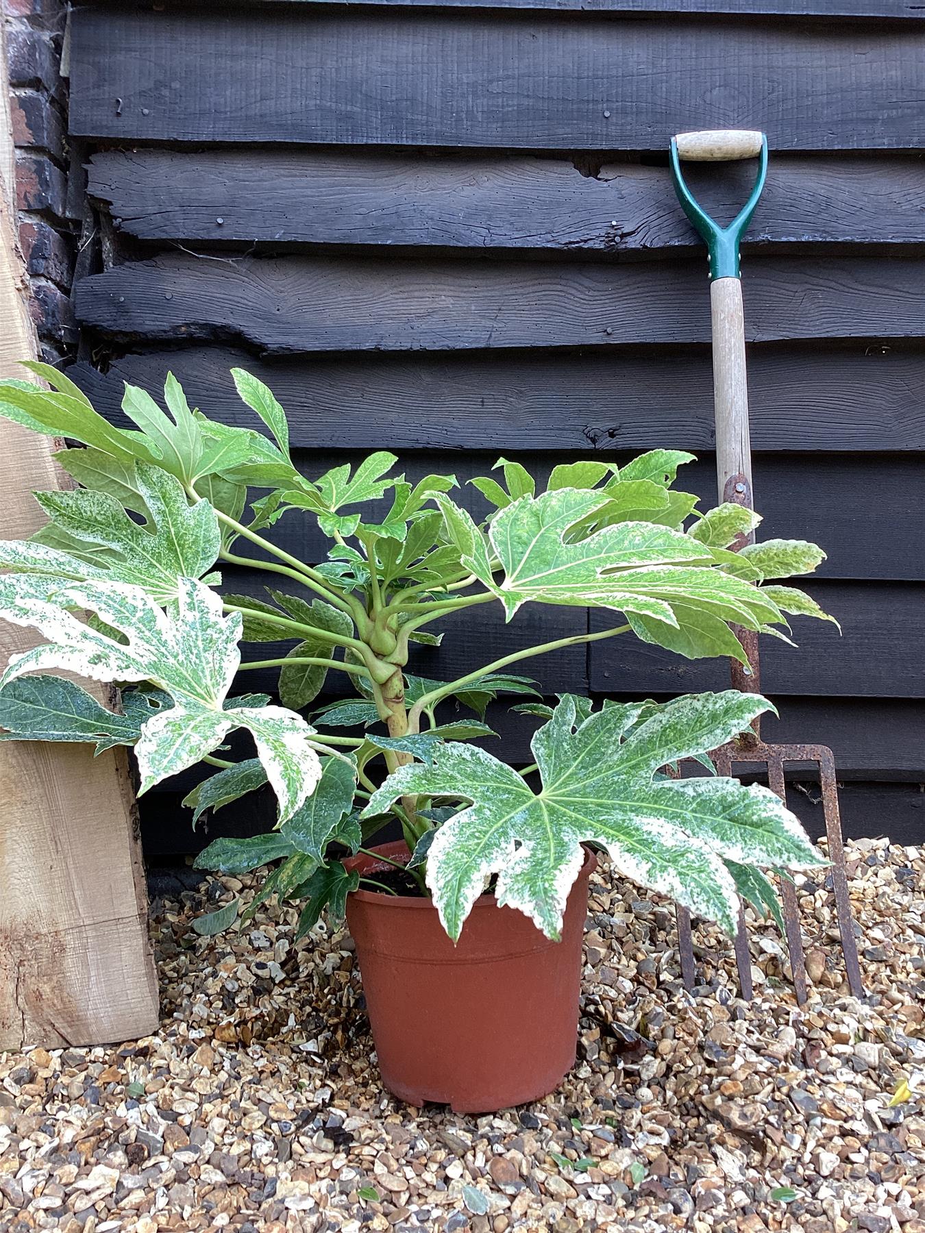 Fatsia japonica 'Spider's Web' - 35-40cm, 7lt