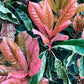 Photinia serratifolia - Pink Crispy - Bush - Shrub - Hedging - Height 100-110cm - 20lt