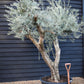 Olive Tree | Olea Europea - Specimen - Branched Out - Height 250 -300 cm - 280lt