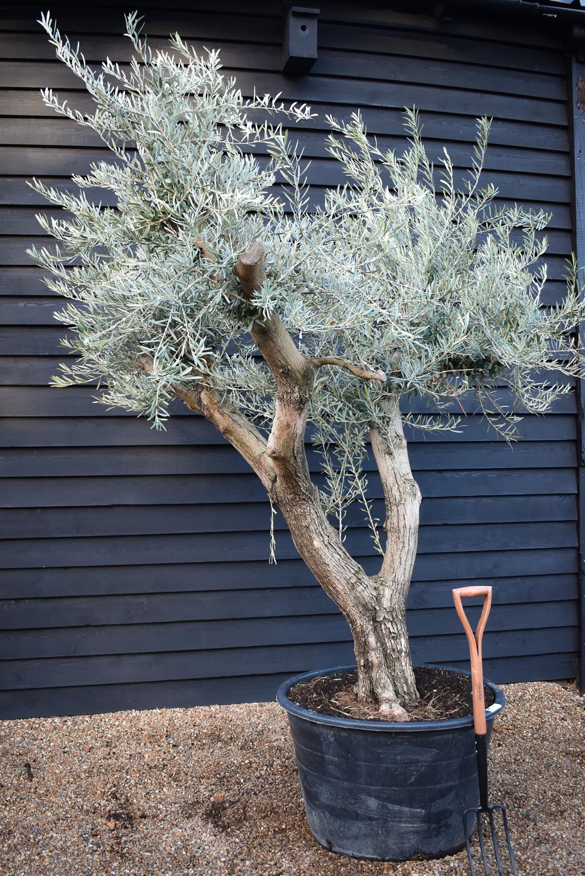 Olive Tree | Olea Europea - Specimen - Branched Out - Height 250 -300 cm - 280lt