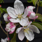 Apple tree 'Granny Smith' | Malus domestica  - Semi Dwarfing - Height 150-160cm - 20lt