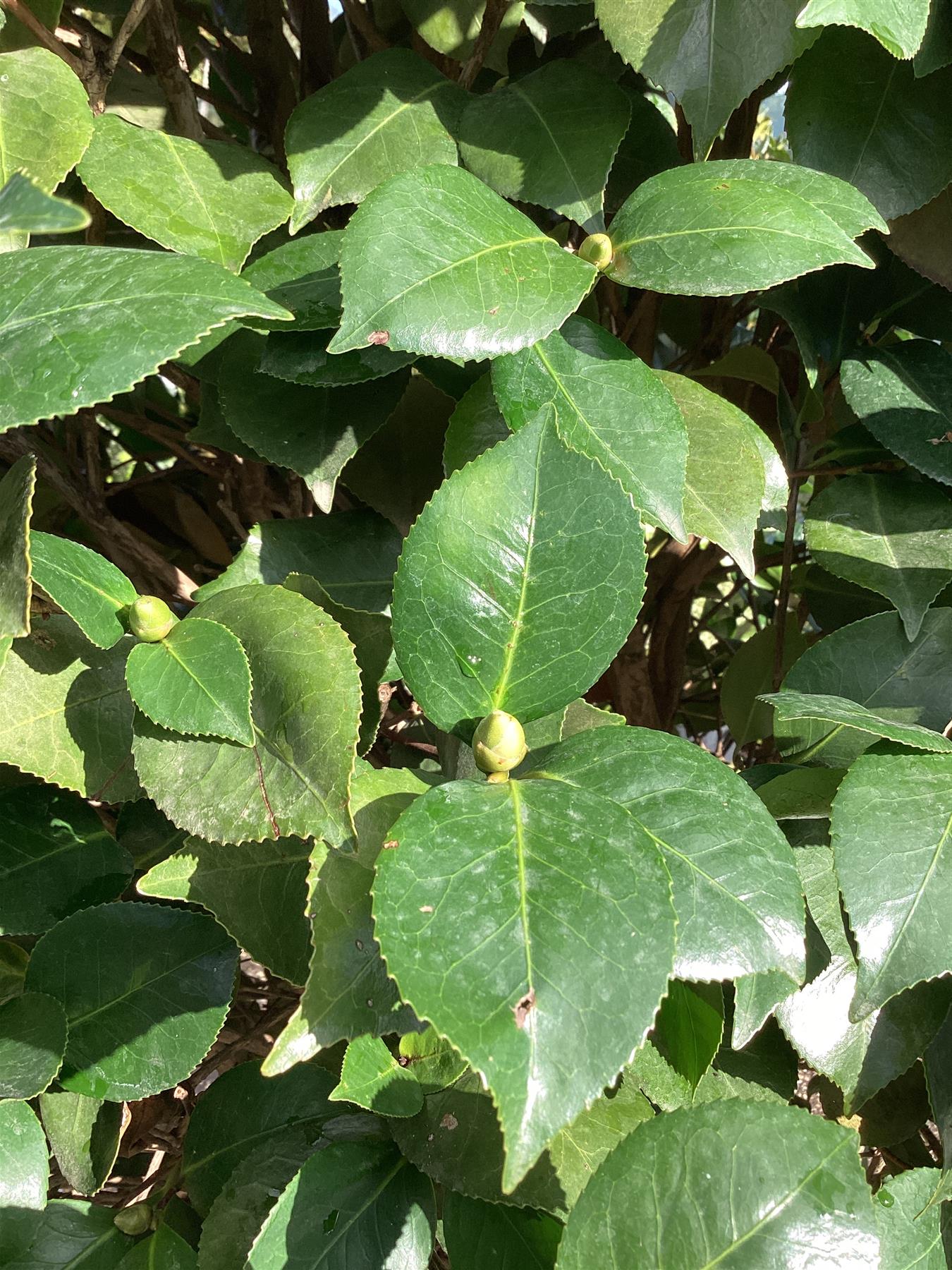 Camellia sasanqua - 350-370cm, 210lt