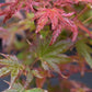 Acer palmatum 'Phoenix' | Japanese maple 'Phoenix' - 25-45cm - 3lt