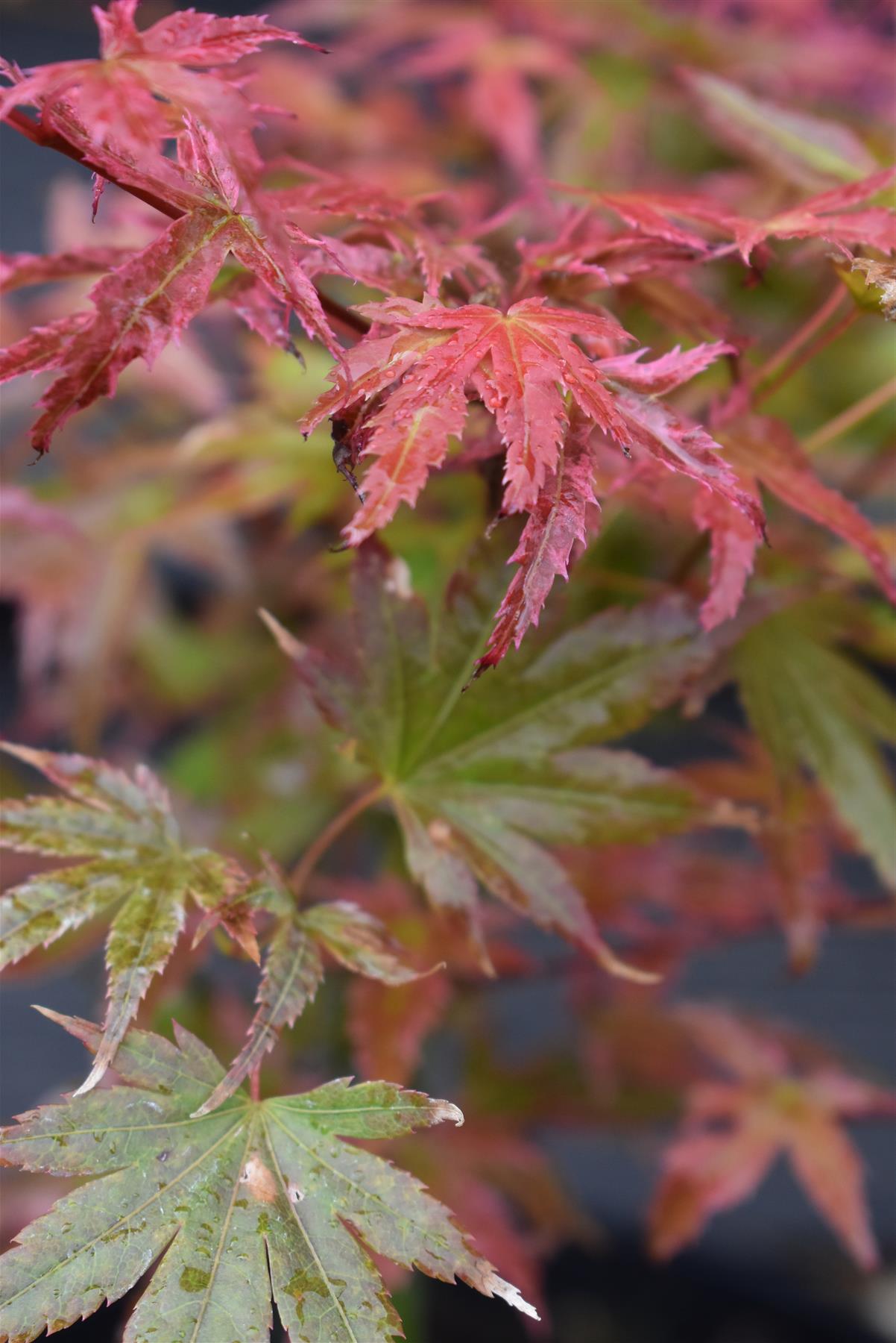 Acer palmatum 'Phoenix' | Japanese maple 'Phoenix' - 25-45cm - 3lt