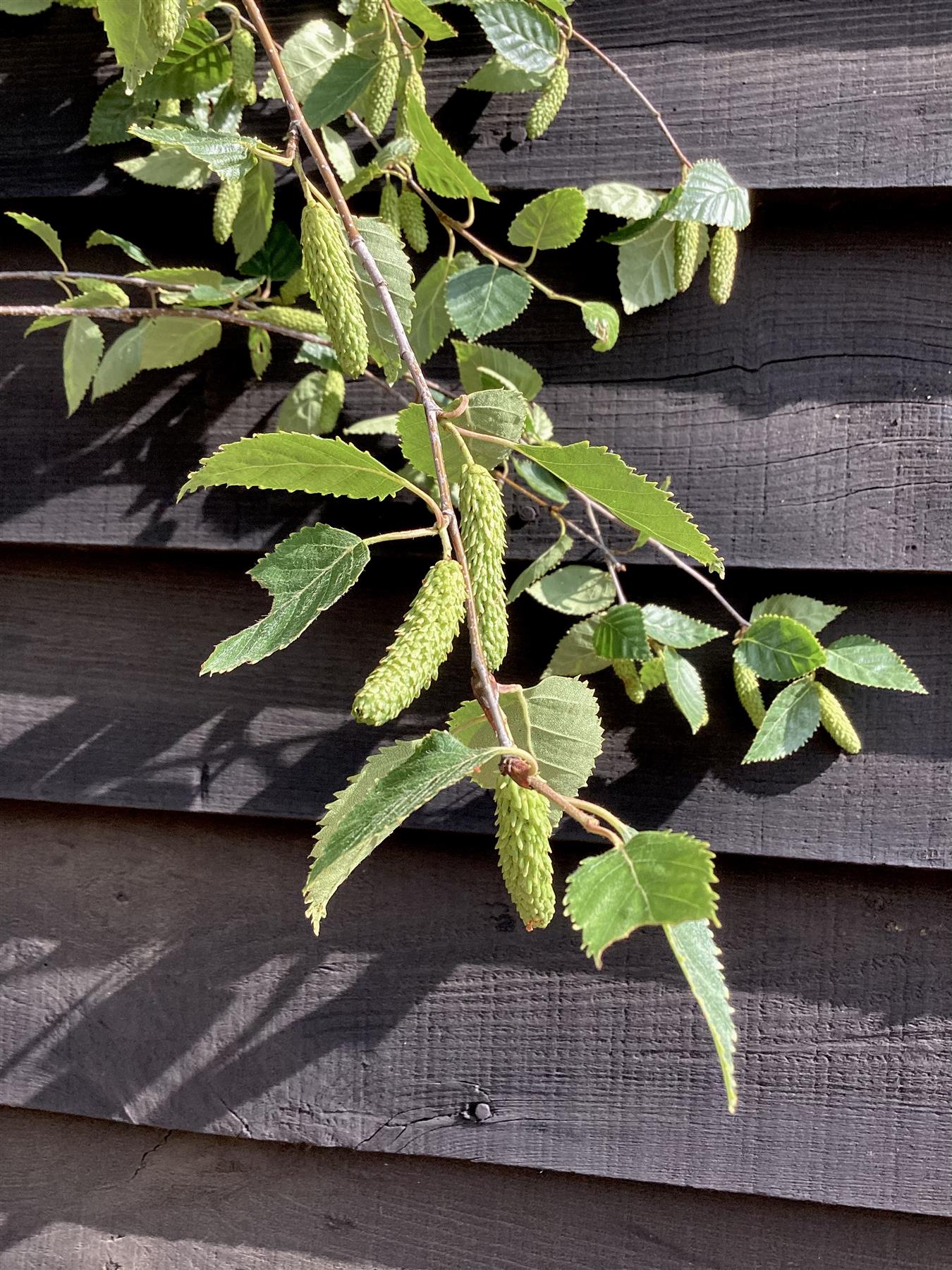 Betula utilis jaquemontii | Kashmir Birch Multi Stem - 300-400cm, 90lt