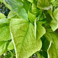 Indian bean tree | Catalpa Bungei  - Girth 8-10cm - Clear Stem 200cm - Top Graft - Height 265-285cm - 20lt