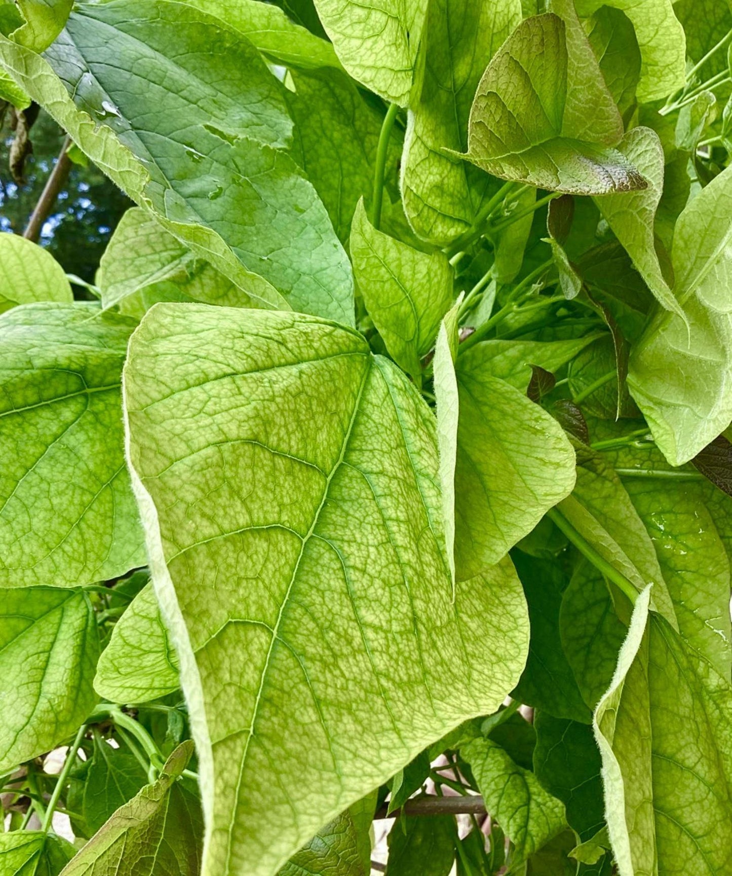 Indian bean tree | Catalpa Bungei  - Girth 8-10cm - Clear Stem 200cm - Top Graft - Height 265-285cm - 20lt