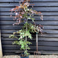 Fagus Sylvatica Purpurea | Copper Beech - 160-190cm - 12lt