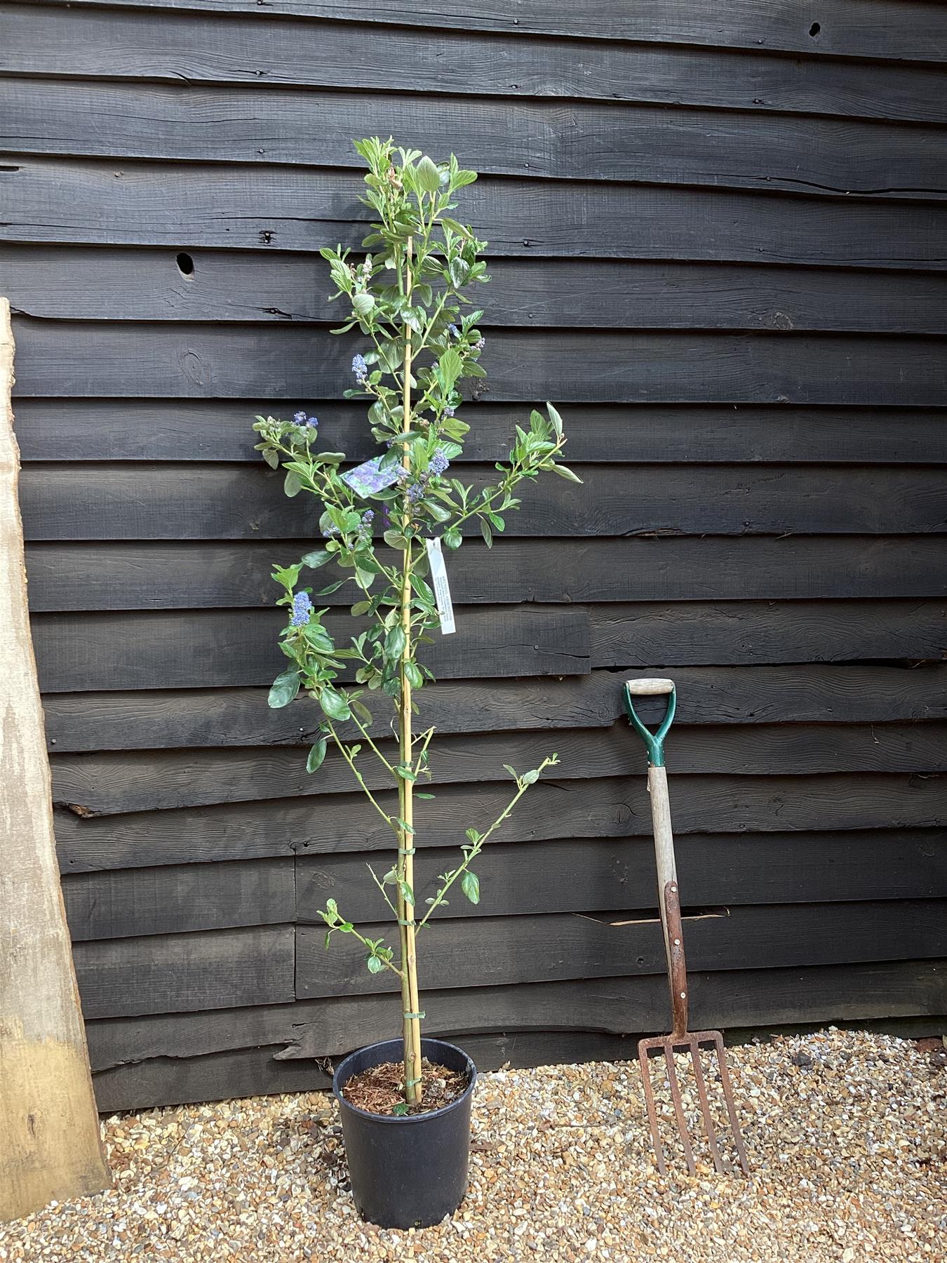 Ceanothus Trewithen Blue | Californian lilac 'Trewithen Blue' - 180-200cm, 10lt