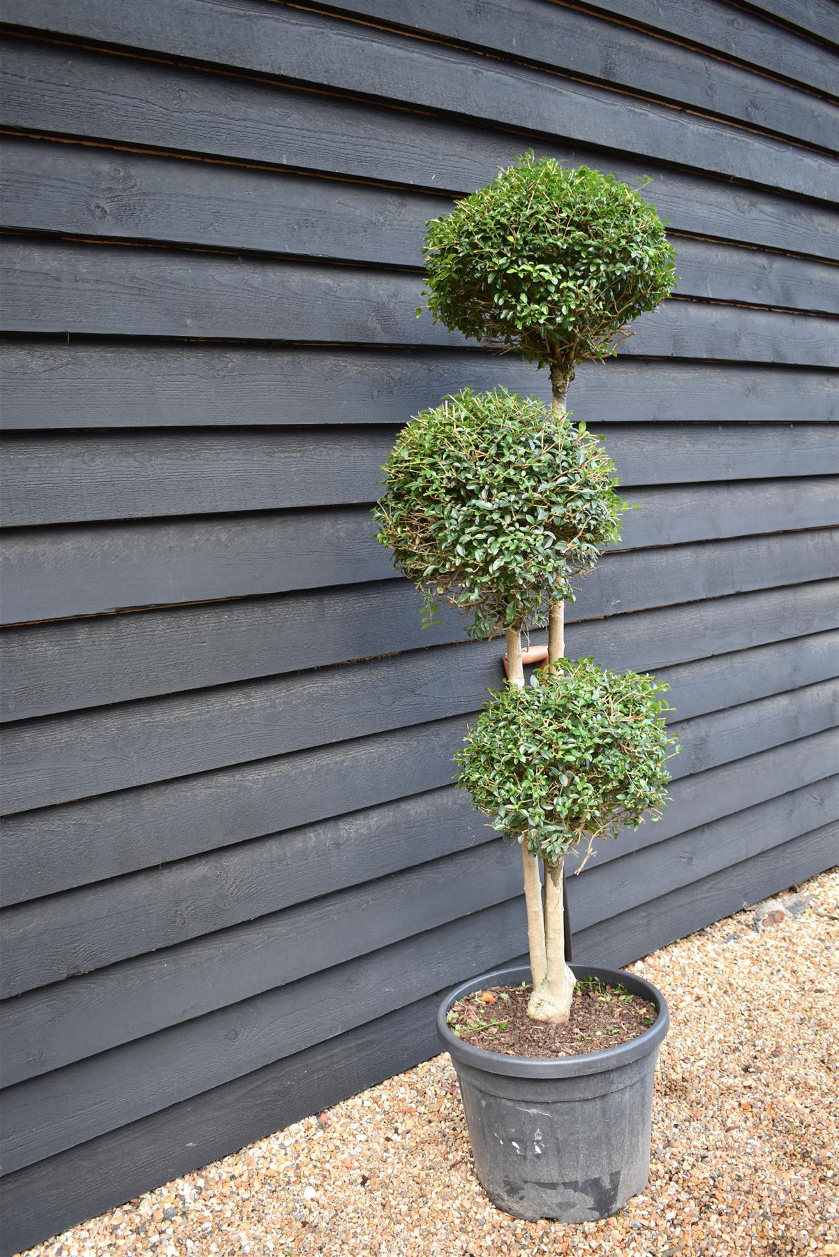 Ligustrum jonandrum | Delavay Privet Topiary Tree Multi Ball - 180-190cm, 35lt