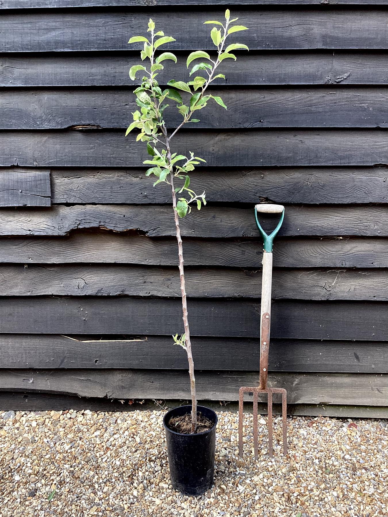 Apple tree 'Golden Delicious' | Malus Domestica - Semi Dwarfing - Height 150-180cm, 20lt