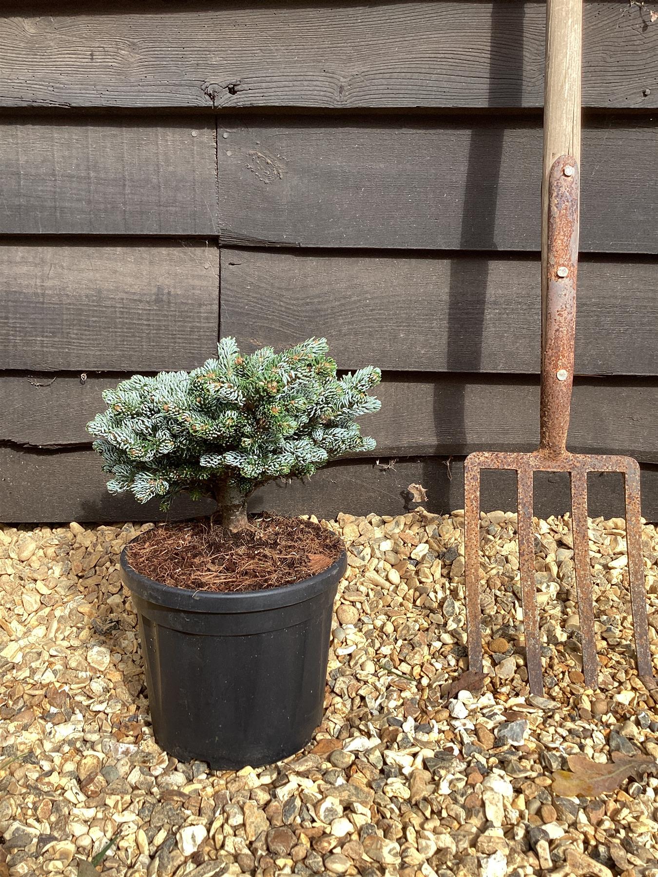 Abies koreana 'Kohout's Ice Breaker' - 45-50cm, 5lt