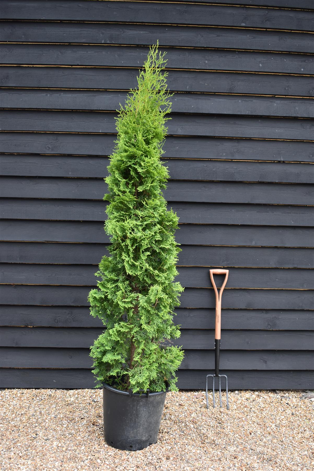 Thuja orientalis 'Pyramidalis' Compacta - 170-180cm - 35lt