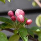 Crab apple | Malus 'Butterball' - Clear Stem - Standard - Girth 12-14cm - 500-550cm - 70lt