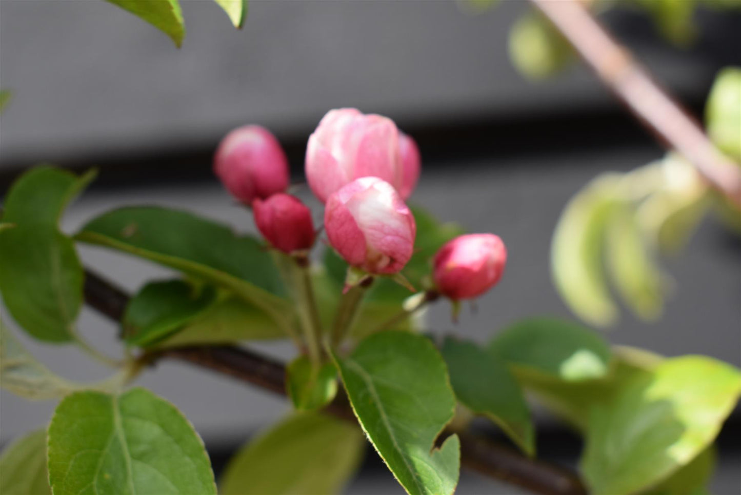 Crab apple | Malus 'Butterball' - Clear Stem - Standard - Girth 12-14cm - 500-550cm - 70lt