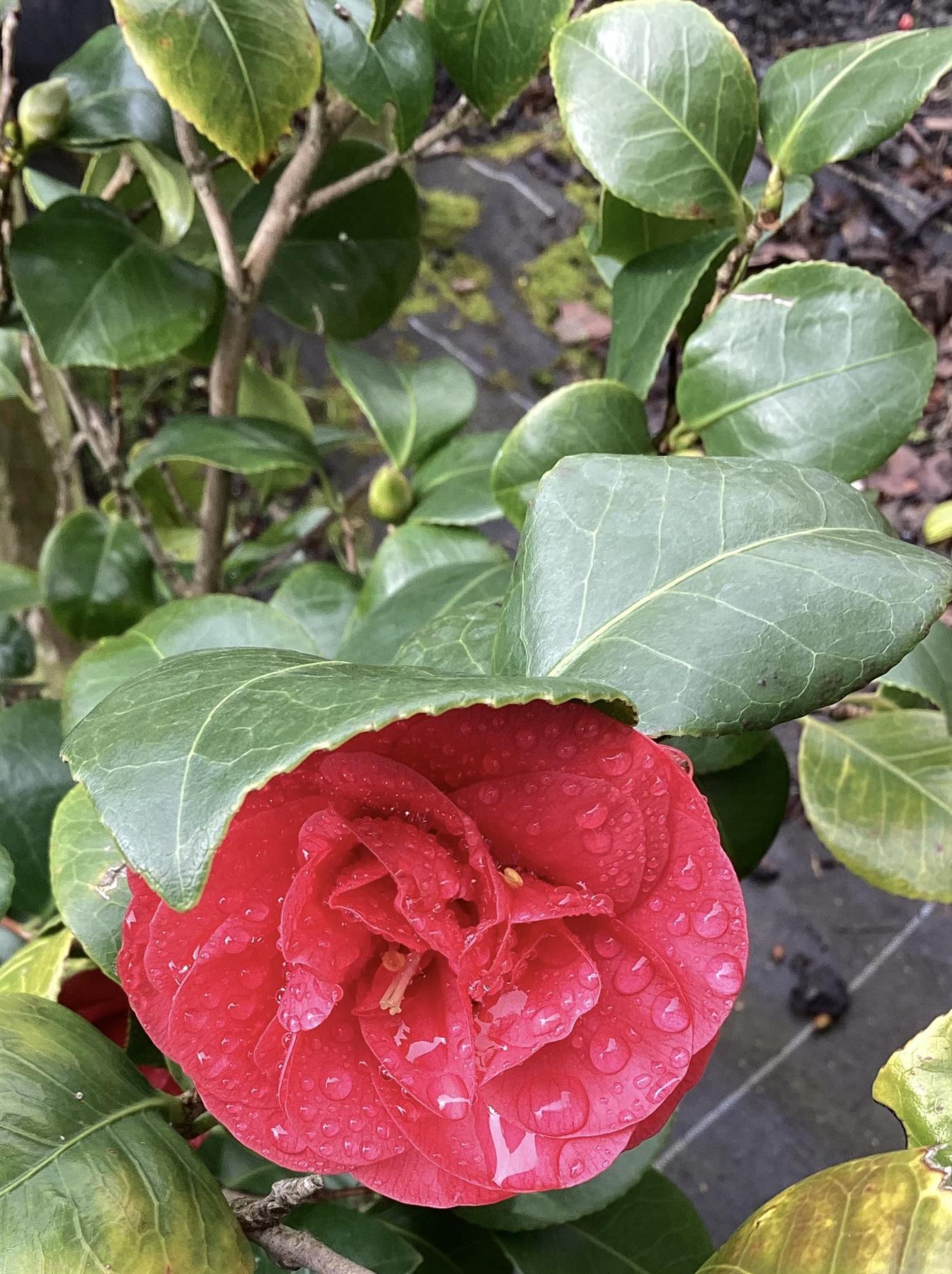 Camellia japonica | Common Camellia - 280-290cm, 10lt