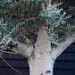 Olive Tree | Olea Europea - Specimen  - Forking branches - Height 250 -300 cm - 280lt