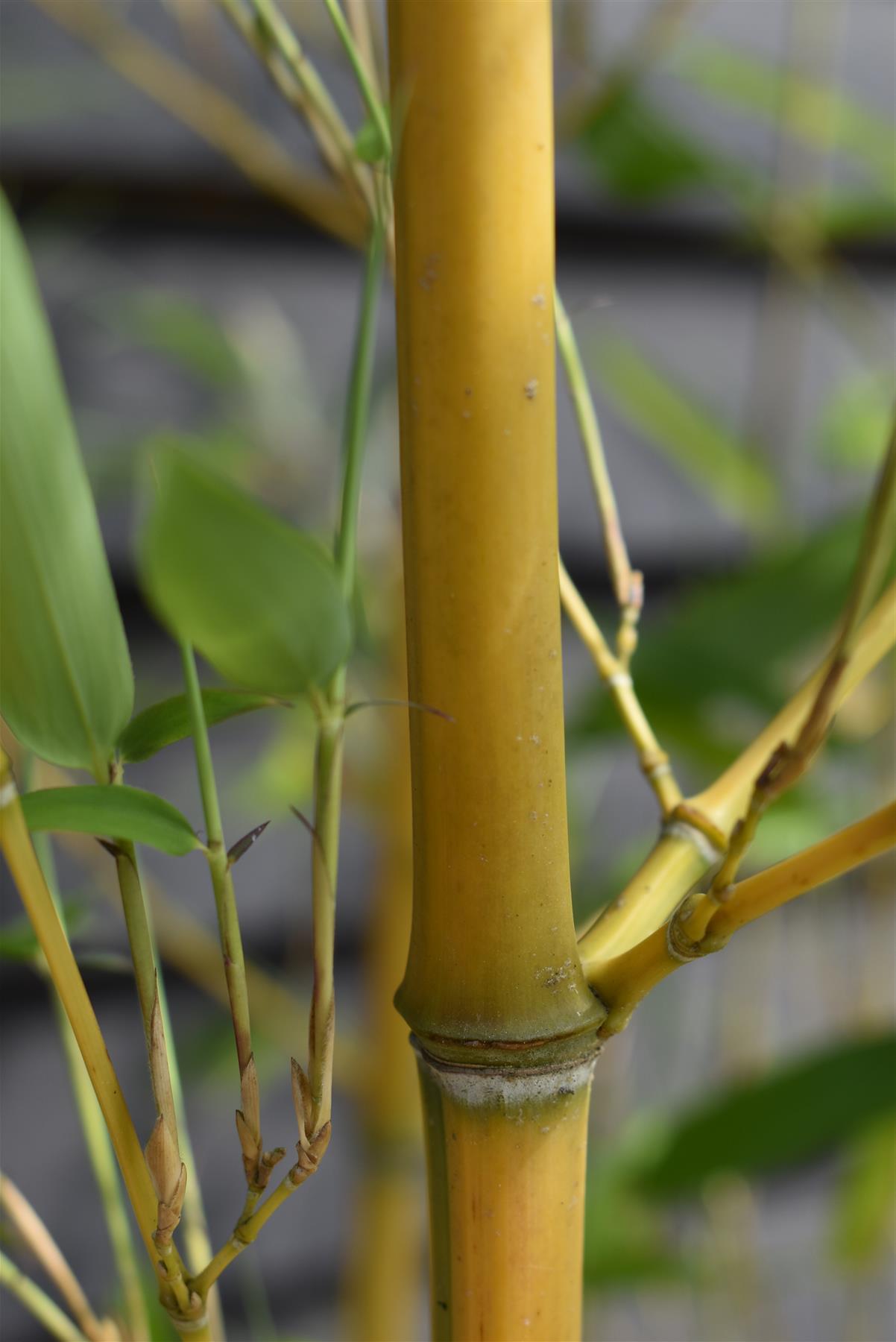 Phyllostachys aurea | Fish-pole bamboo - Height 260-280cm - 30lt