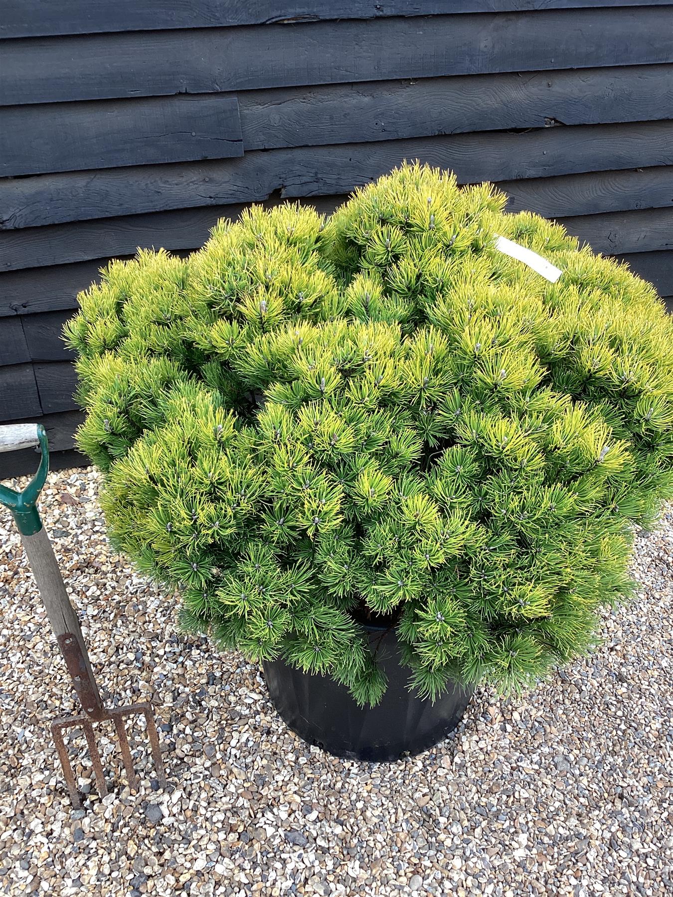 Pinus mugo 'Ophir' | dwarf mountain pine 'Ophir' - Height 130cm Width 100-120cm - 130lt