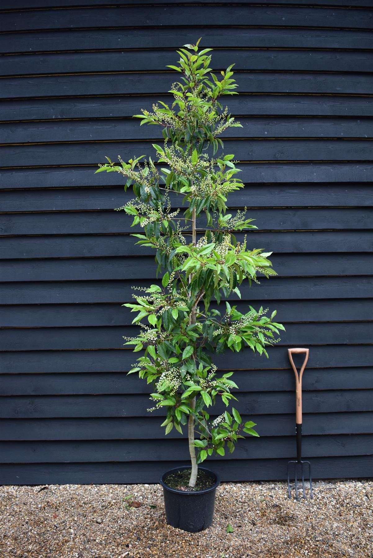 Portuguese Laurel | Prunus lusitanica - Height 200-220cm - Girth 8-10cm - 20lt