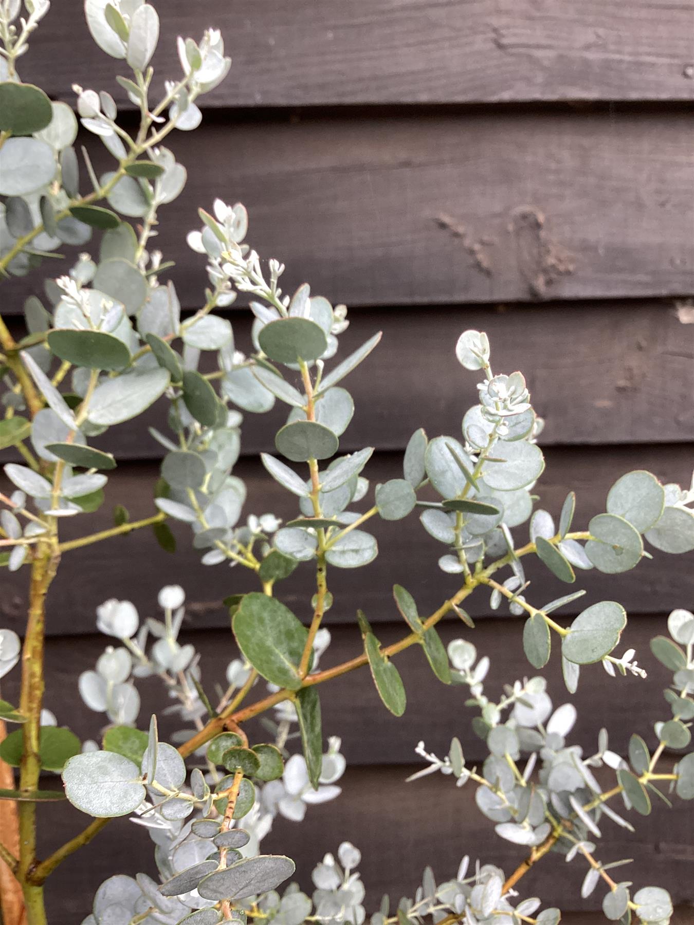 Eucalyptus Gunnii Azura | Cider Gum Azura - 180-220cm, 20lt