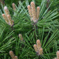 Pinus Nigra 'Brepo' | Dwarf Austrian Pine - Clear Stem 10cm - Height 50-60cm - Width 60cm - 18lt