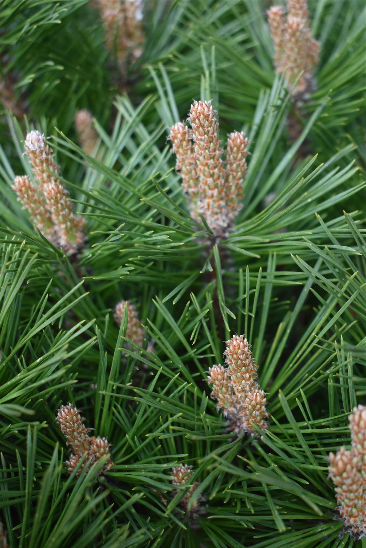 Pinus Nigra 'Brepo' | Dwarf Austrian Pine - Clear Stem 10cm - Height 50-60cm - Width 60cm - 18lt