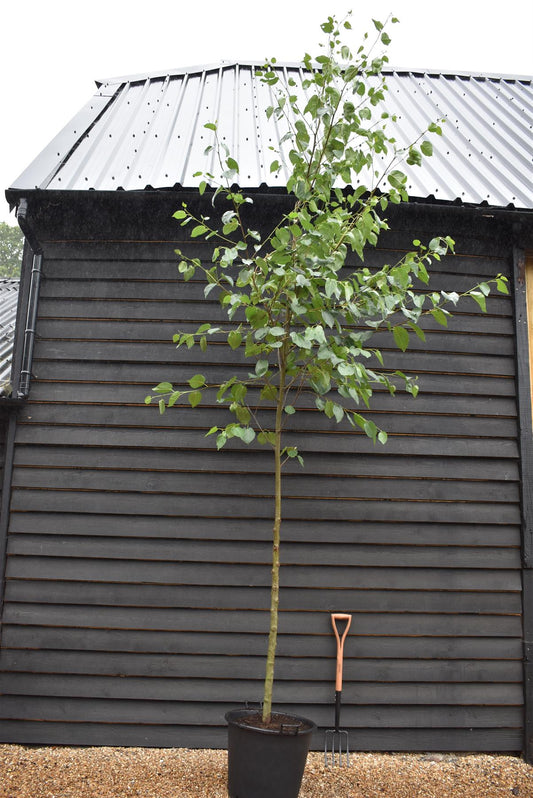 Alnus Cordata - Alder tree - Clear Stem - Standard - Girth 10-12cm - Height 400-420cm - 70lt