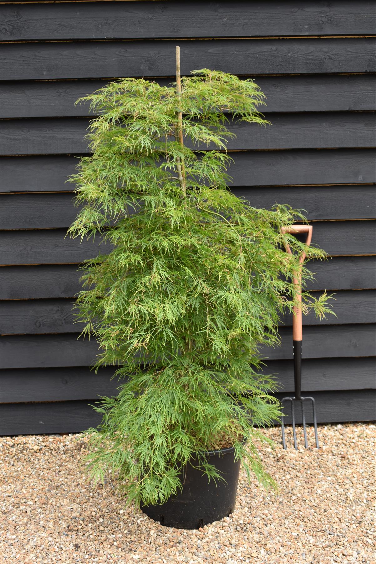 Acer palmatum dissectum | laceleaf Japanese maple - Bushy - Height 130-150cm - 35lt