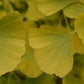 Ginkgo biloba 'Mariken' | Maidenhair Tree- Half Standard - Clear Stem 80cm - Height 135-150cm - 15lt