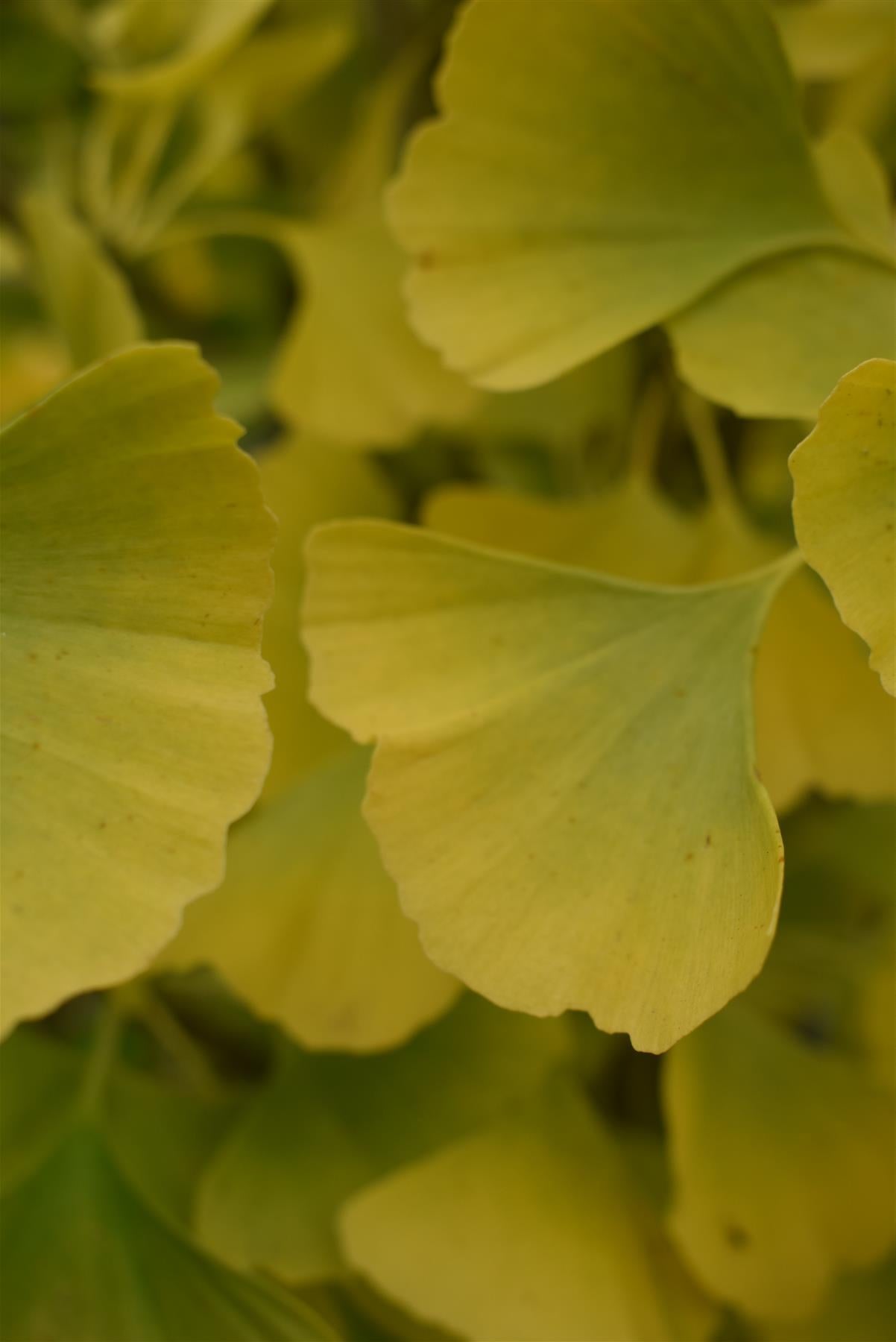 Ginkgo biloba 'Mariken' | Maidenhair Tree- Half Standard - Clear Stem 80cm - Height 135-150cm - 15lt