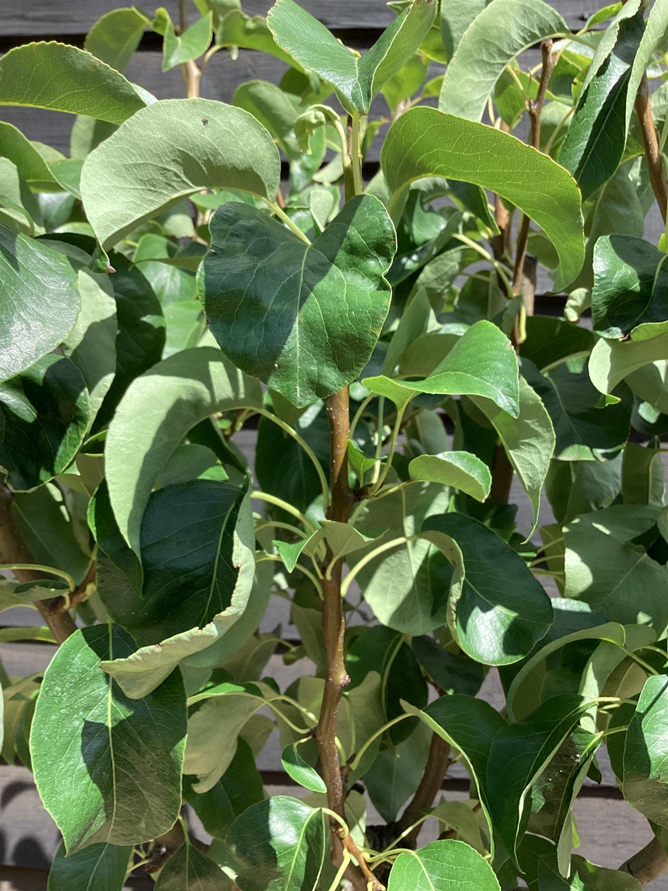 Pear tree 'Williams' Bon Chretien' | Pyrus communis  - Half Standard - Girth 12-14cm - Height 180-200cm - 30lt