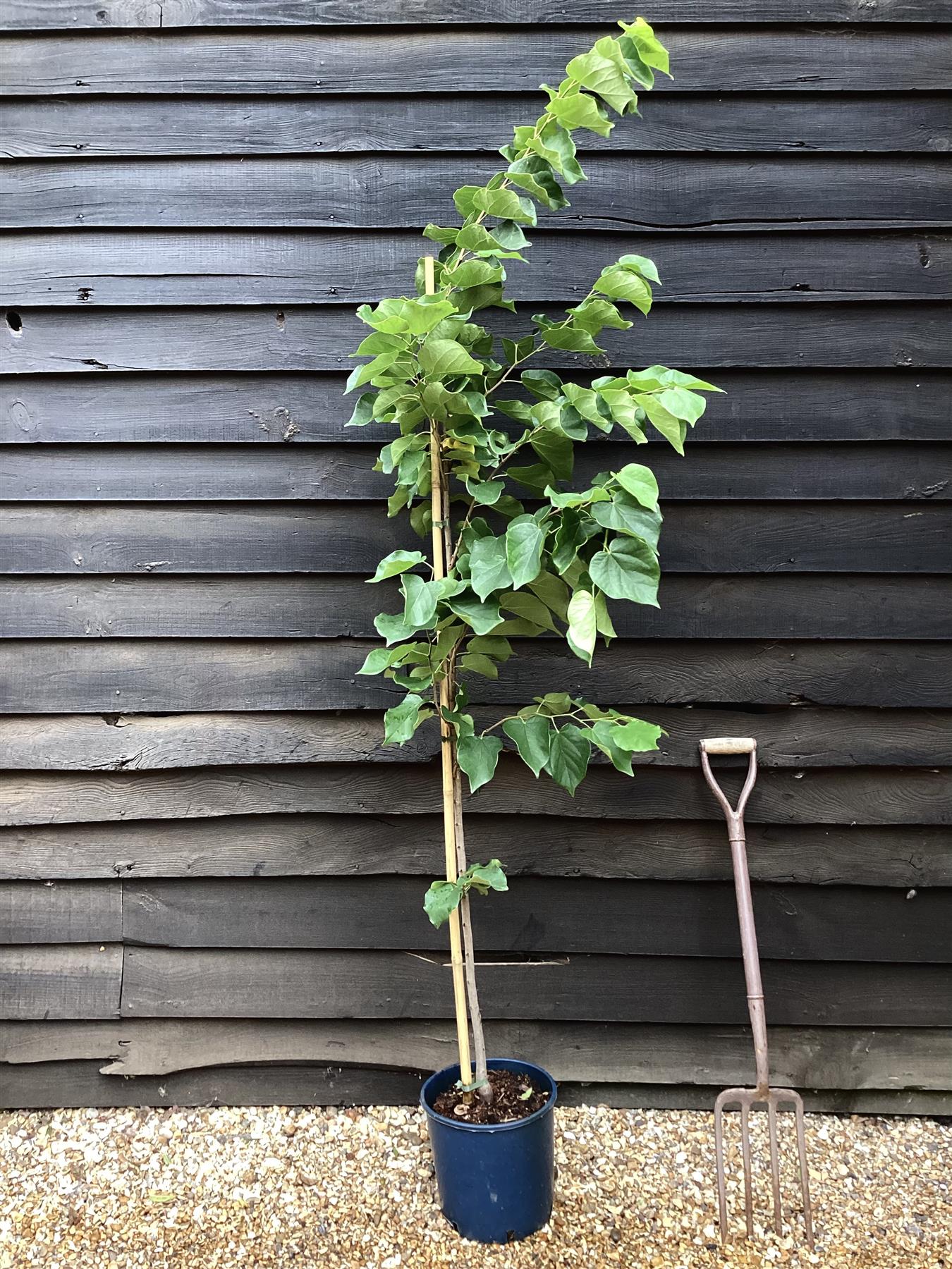 Cercis chinensis Shirobana- Height 180-220cm - Bushy - 10lt